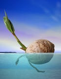 Graine de noix de coco dérivant en mer images stock Graine de noix de coco dérivant en mer images stock