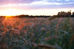 Grainfield på den guld- timmen Förbise fältet från en plan vinkel arkivbilder Grainfield på den guld- timmen Förbise fältet från en plan vinkel arkivbilder