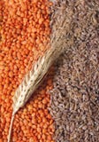 Grains Royalty Free Stock Image Grains Royalty Free Stock Image
