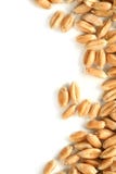 Grains Of A Winter Wheat Royalty Free Stock Photography Grains Of A Winter Wheat Royalty Free Stock Photography