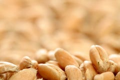 Grains Of A Winter Wheat Stock Photos Grains Of A Winter Wheat Stock Photos