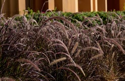 Grama do Pennisetum na tarde no fundo da parede foto de stock Grama do Pennisetum na tarde no fundo da parede foto de stock