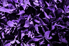 Grama roxa com grandes folhas imagem de stock Grama roxa com grandes folhas imagem de stock