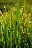 Grama verde com gotas de orvalho no nascer do sol na mola na perspectiva da luz solar Beleza da natureza Close-up Controle do foc imagens de stock royalty free Grama verde com gotas de orvalho no nascer do sol na mola na perspectiva da luz solar Beleza da natureza Close-up Controle do foc imagens de stock royalty free