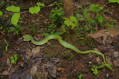 Gramineus en bambou de Trimeresurus de vipère de mine images stock Gramineus en bambou de Trimeresurus de vipère de mine images stock