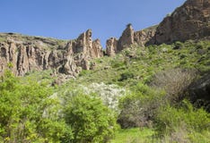 Gran Canaria, Кальдера de Bandama, retama стоковое фото rf Gran Canaria, Кальдера de Bandama, retama стоковое фото rf