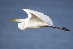 Gran Egret en vuelo Imagenes de archivo Gran Egret en vuelo Imagenes de archivo