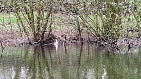 Gran grebe con cresta Gran grebe con cresta