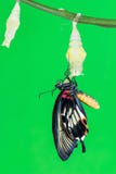 Gran (mariposa mormona del agenor del memnon de Papilio) foto de archivo Gran (mariposa mormona del agenor del memnon de Papilio) foto de archivo