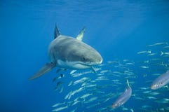 Gran tiburón blanco Gran tiburón blanco