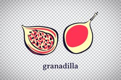 Granadiglia stilizzata disegnata a mano Frutta di vettore isolata su fondo trasparente Illustrazione grafica per il logo o l'icon royalty illustrazione gratis Granadiglia stilizzata disegnata a mano Frutta di vettore isolata su fondo trasparente Illustrazione grafica per il logo o l'icon royalty illustrazione gratis