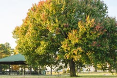 Grand arbre au fond de parc de Southaven photographie stock libre de droits Grand arbre au fond de parc de Southaven photographie stock libre de droits