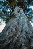 Grand arbre croissant dans la forêt tropicale sur l'île du sud du Nouvelle-Zélande, vue d'angle faible photos stock Grand arbre croissant dans la forêt tropicale sur l'île du sud du Nouvelle-Zélande, vue d'angle faible photos stock