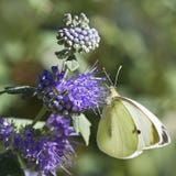 Grand blanc de guindineau sur Caryopteris ou Bluebeard photo stock Grand blanc de guindineau sur Caryopteris ou Bluebeard photo stock