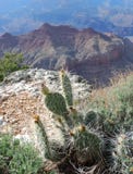 Grand Canyon Cactus Royalty Free Stock Photography