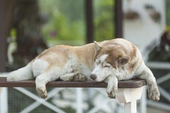 Grand chien somnolent photographie stock Grand chien somnolent photographie stock