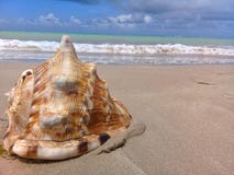 Grand coquillage sur le sable par la mer image libre de droits Grand coquillage sur le sable par la mer image libre de droits