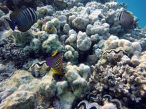 Grand fond de la mer de récif coralien image libre de droits Grand fond de la mer de récif coralien image libre de droits