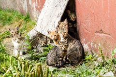 Grand groupe de chatons sans abri dans une rue de ville près de la maison photographie stock Grand groupe de chatons sans abri dans une rue de ville près de la maison photographie stock