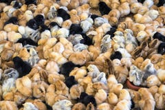 Grand groupe de poussins nouvellement hachés à une ferme de poulet photo stock Grand groupe de poussins nouvellement hachés à une ferme de poulet photo stock