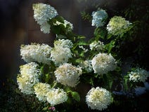 Grand hortensia de floraison Bush image stock Grand hortensia de floraison Bush image stock
