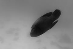 Grand Napoleon Fish noir et blanc images libres de droits Grand Napoleon Fish noir et blanc images libres de droits