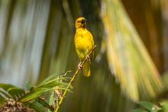 Grand oiseau sauvage jaune sur Zanzibar tanzania photographie stock libre de droits Grand oiseau sauvage jaune sur Zanzibar tanzania photographie stock libre de droits