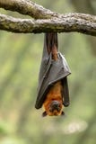 Grand renard volant malais, vampyrus de Pteropus, batte pendant d'une branche photos libres de droits Grand renard volant malais, vampyrus de Pteropus, batte pendant d'une branche photos libres de droits