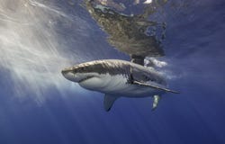 Grand requin blanc Mexique images stock Grand requin blanc Mexique images stock