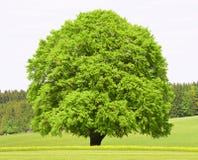 Grand vieil arbre de hêtre simple Photographie stock Grand vieil arbre de hêtre simple Photographie stock