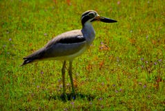 Grand épais - genou en parc du wilpattu n plus grand que ce qui précède upperparts arénacé-bruns avec des underparts plus pâles photos libres de droits Grand épais - genou en parc du wilpattu n plus grand que ce qui précède upperparts arénacé-bruns avec des underparts plus pâles photos libres de droits