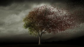 Grande albero che allenta le foglie in autunno Grande albero che allenta le foglie in autunno
