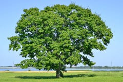 Grande albero solo nel campo verde su un cielo della radura del fondo immagine stock libera da diritti Grande albero solo nel campo verde su un cielo della radura del fondo immagine stock libera da diritti
