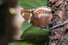 Grande borboleta de Eggfly fotografia de stock royalty free Grande borboleta de Eggfly fotografia de stock royalty free