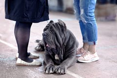 Grande cane della razza napoletana del mastino, taglio dell'orecchio della vecchia scuola, ponente fra due paia delle gambe delle fotografie stock libere da diritti Grande cane della razza napoletana del mastino, taglio dell'orecchio della vecchia scuola, ponente fra due paia delle gambe delle fotografie stock libere da diritti