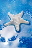 grande coquille blanche de mer d'étoiles de mer sur le caillou bleu images stock grande coquille blanche de mer d'étoiles de mer sur le caillou bleu images stock