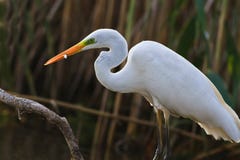 Grande egret bianco fotografie stock Grande egret bianco fotografie stock