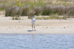Grande Egret em uma praia do pantanal fotografia de stock royalty free Grande Egret em uma praia do pantanal fotografia de stock royalty free