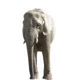 Grande elefante grigio isolato su fondo bianco fotografia stock libera da diritti Grande elefante grigio isolato su fondo bianco fotografia stock libera da diritti