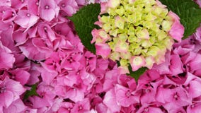 GRANDE FIN D'HORTENSIA DE FLEUR JAUNE ROSE D'ÉTÉ Photographie stock GRANDE FIN D'HORTENSIA DE FLEUR JAUNE ROSE D'ÉTÉ Photographie stock