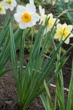 Grande fleur blanche du narcisse au printemps photographie stock Grande fleur blanche du narcisse au printemps photographie stock