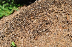 Grande fourmilière avec la colonie des fourmis images libres de droits Grande fourmilière avec la colonie des fourmis images libres de droits