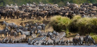 Grande gregge delle zebre che stanno davanti al fiume kenya tanzania Sosta nazionale serengeti Maasai Mara fotografia stock Grande gregge delle zebre che stanno davanti al fiume kenya tanzania Sosta nazionale serengeti Maasai Mara fotografia stock