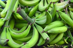 Grande grupo de bananas verdes, exploração agrícola porto-riquenha do banana-da-terra, colheita fresca de banana-da-terra verdes fotografia de stock royalty free Grande grupo de bananas verdes, exploração agrícola porto-riquenha do banana-da-terra, colheita fresca de banana-da-terra verdes fotografia de stock royalty free