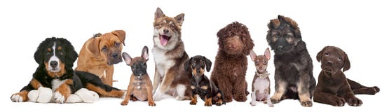 Grande grupo de filhotes de cachorro imagens de stock Grande grupo de filhotes de cachorro imagens de stock