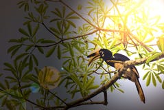 Grande hornbill no kao Yai fotos de stock royalty free Grande hornbill no kao Yai fotos de stock royalty free
