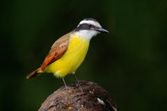 Grande Kiskadee, sulphuratus de Pitangus, pássaro de Costa Rica Tanager amarelo tropico exótico com cabeça branca e preta, La Paz imagem de stock Grande Kiskadee, sulphuratus de Pitangus, pássaro de Costa Rica Tanager amarelo tropico exótico com cabeça branca e preta, La Paz imagem de stock