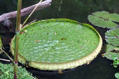 Grande Lilypad fotografie stock Grande Lilypad fotografie stock