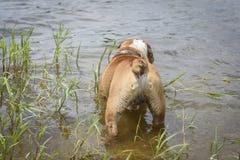 Grande maschio del bulldog inglese Fotografia Stock Grande maschio del bulldog inglese Fotografia Stock