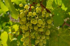 Grande mazzo di uva bianca sulla vite Raccolto di autunno dell'uva Lat dell'uva VÃtis ha chiamato la bacca di vita fotografia stock Grande mazzo di uva bianca sulla vite Raccolto di autunno dell'uva Lat dell'uva VÃtis ha chiamato la bacca di vita fotografia stock